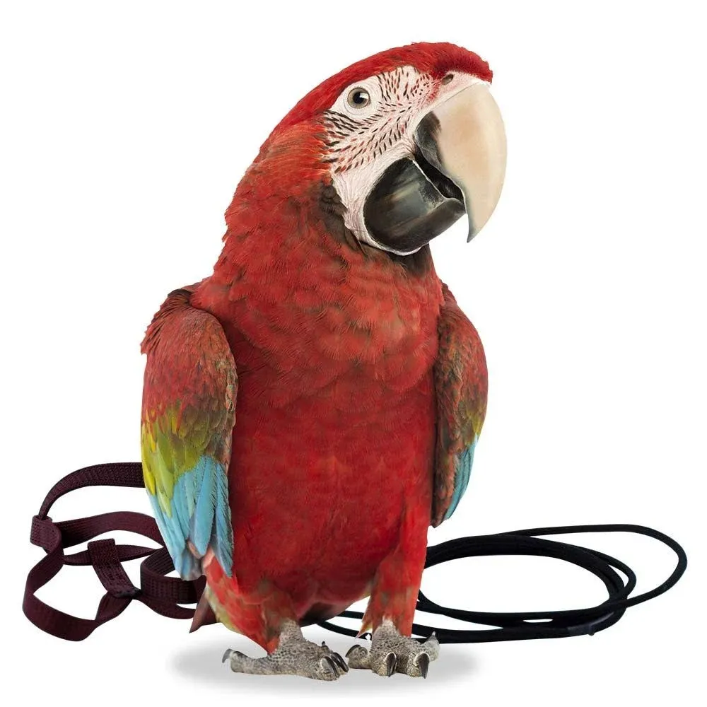 The AVIATOR Pet Bird Harness and Leash: X-Large Green