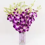 Athena's Garden Fresh Vibrant Purple Dendrobium Sonia/Galaxy/Bombay Cut Orchids ...