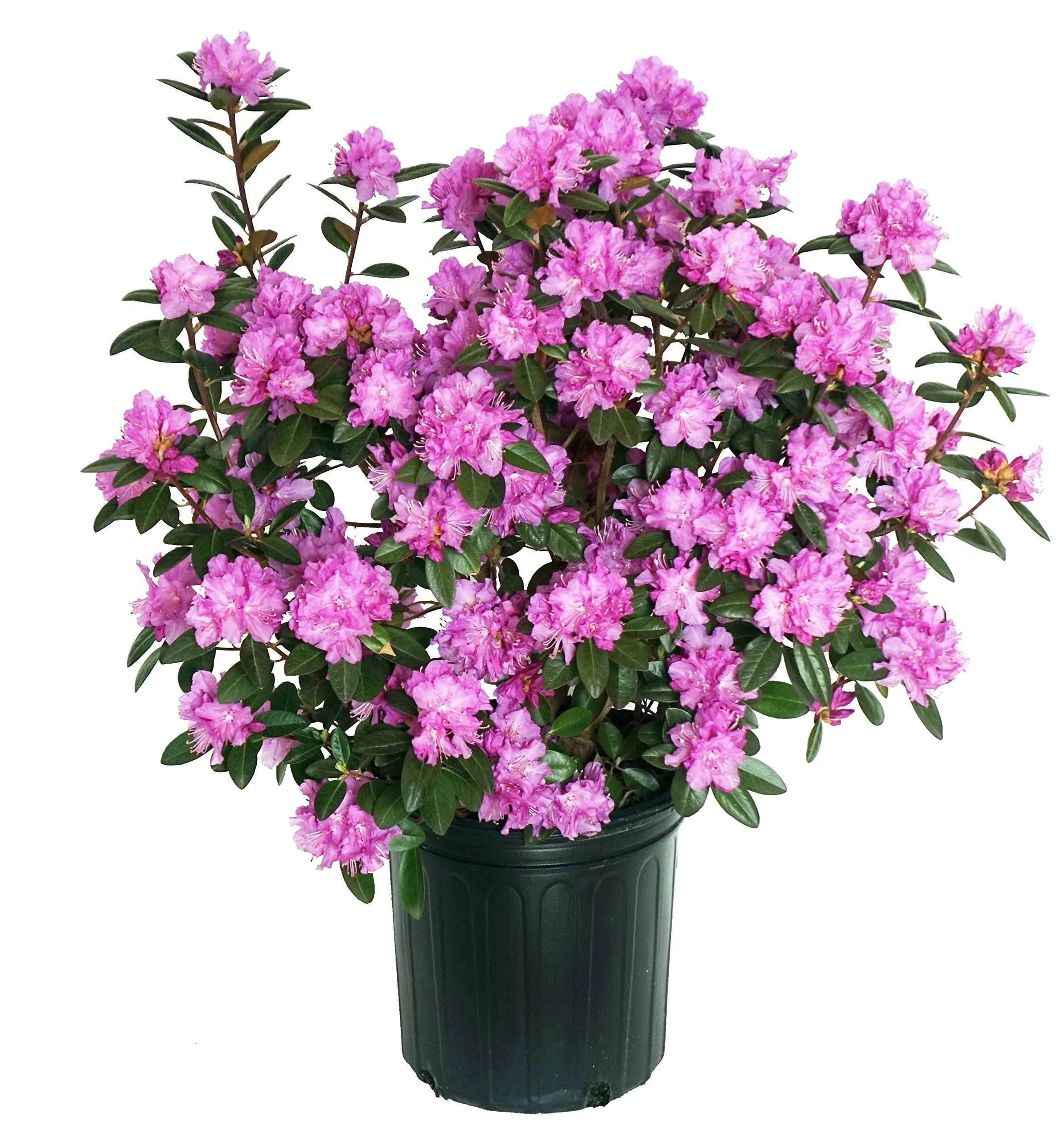 Green Promise Farms RHXPJE02 RHXPJE Live Plant, Rhododendron X PJM Elite Evergreen Lavender Flowers, 2 Gallon