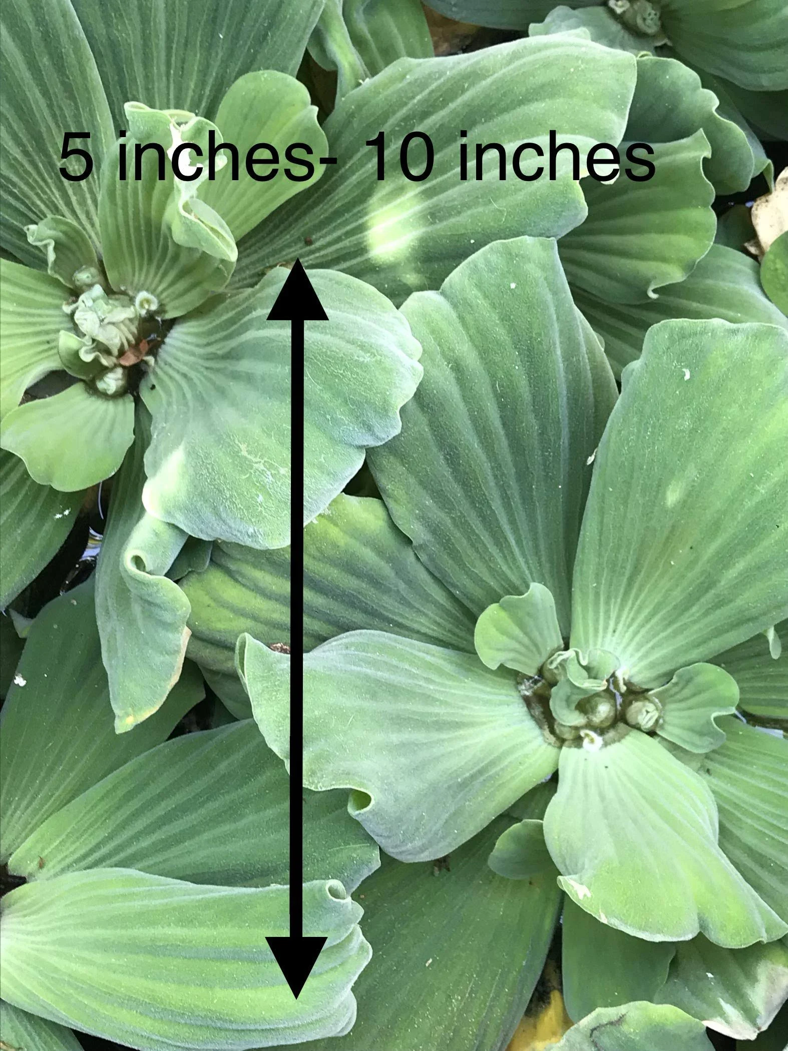 Aquarium Plants Discounts Water Lettuce - Floating Live Pond Plants