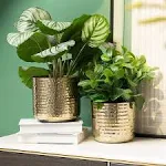 MyGift Modern Hammered Brass Plated Metal Plant Pots for Indoor Plants, Cylindrical Metallic Planter, 6 and 5-Inch, Set of 2 - Handcrafted in India