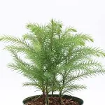 American Plant Exchange Norfolk Island Pine Tree, 4-Inch Pot, Easy Care Indoor & Outdoor Houseplant, Live Holiday Decor