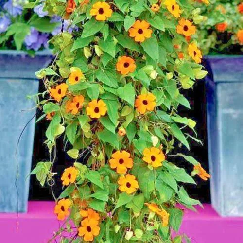 Seed Needs, Black Eyed Susan Vine Mix (Thunbergia Alata) Twin Pack of 100 Seeds