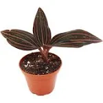 California Tropicals Black Jewel Orchid