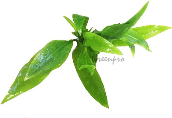 Greenpro 3-Bundles Amazon Sword | Echinodorus Amazonicus Live Aquarium Plants for ...