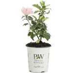 Proven Winners Sugar Tip Rose of Sharon Live Shrub, Light Pink Flowers and Variegated Foliage