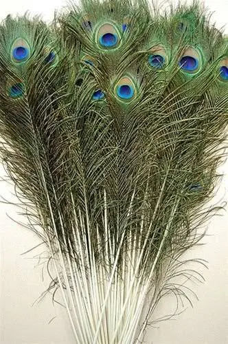 10 Pcs PEACOCK TAILS Natural Feathers 40&#034;-45&#034; Craft//Bridal/<wbr/>Costume/Hallow<wbr/>een