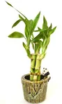 9GreenBox Lucky Bamboo - Ceramic Panda Vase