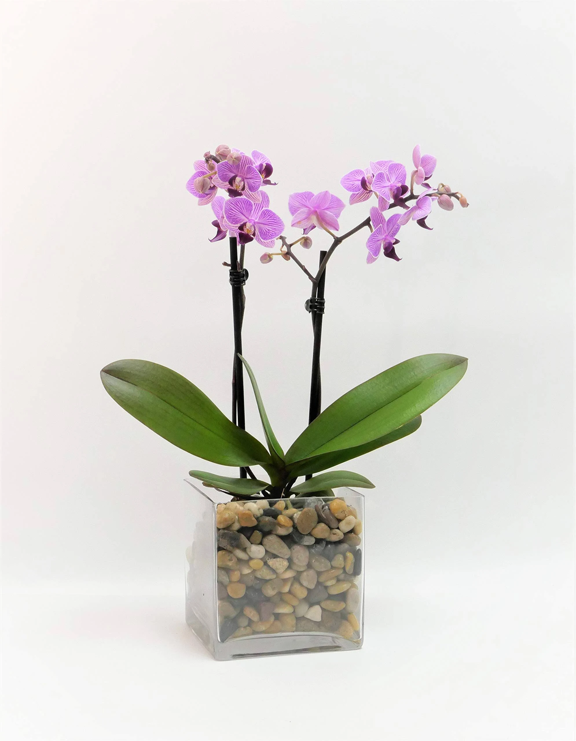 Athena&#039;s Garden PA-OPP3LPSQ4 Plant Phalaenopsis, 4&#034; Glass Container, Light