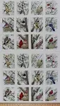 23.5&#034; X 44&#034; Panel Beautiful Birds Bird Birdwatching Cotton Fabric Panel D505.30