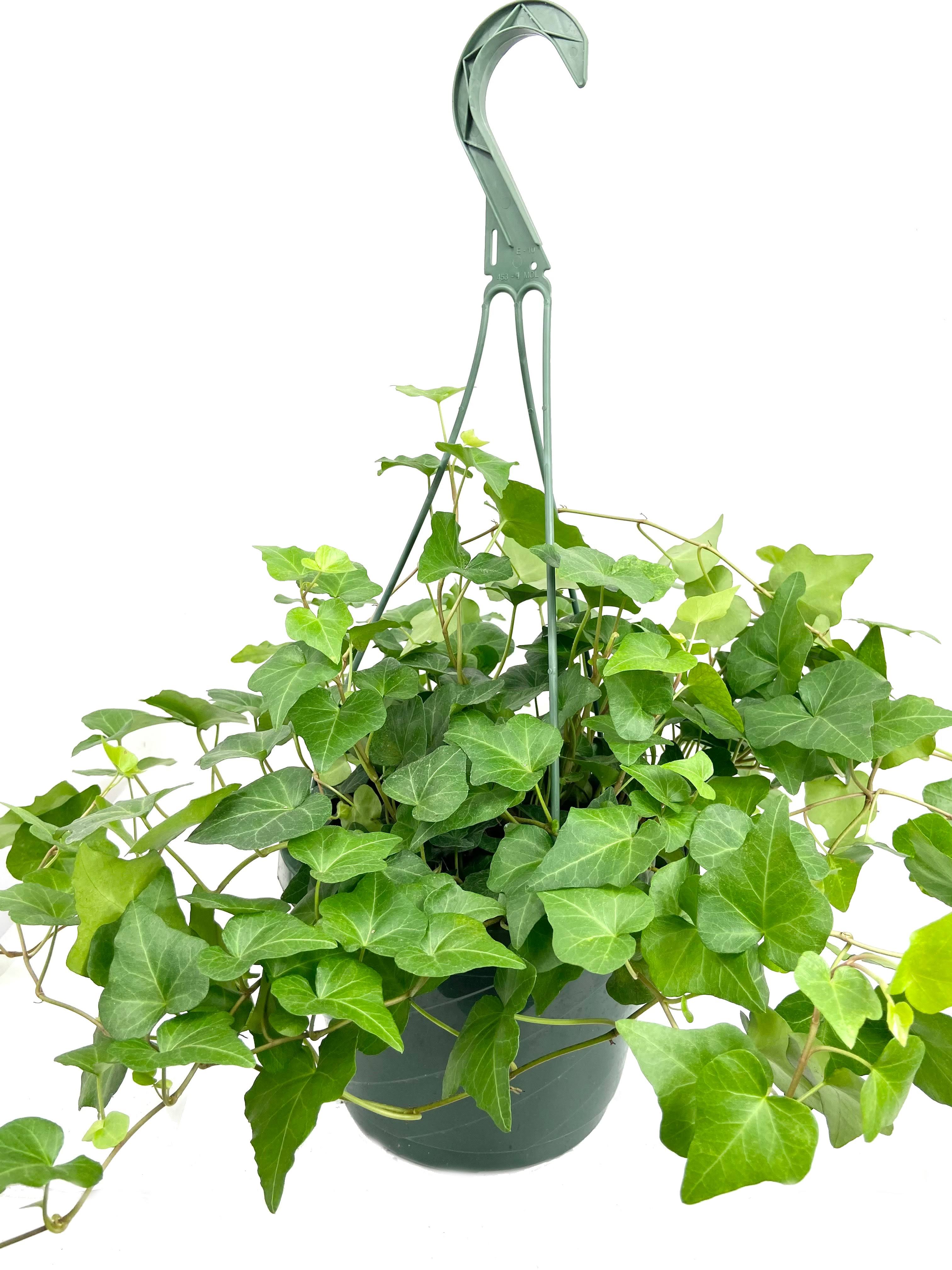 Green English Ivy Hanging Basket