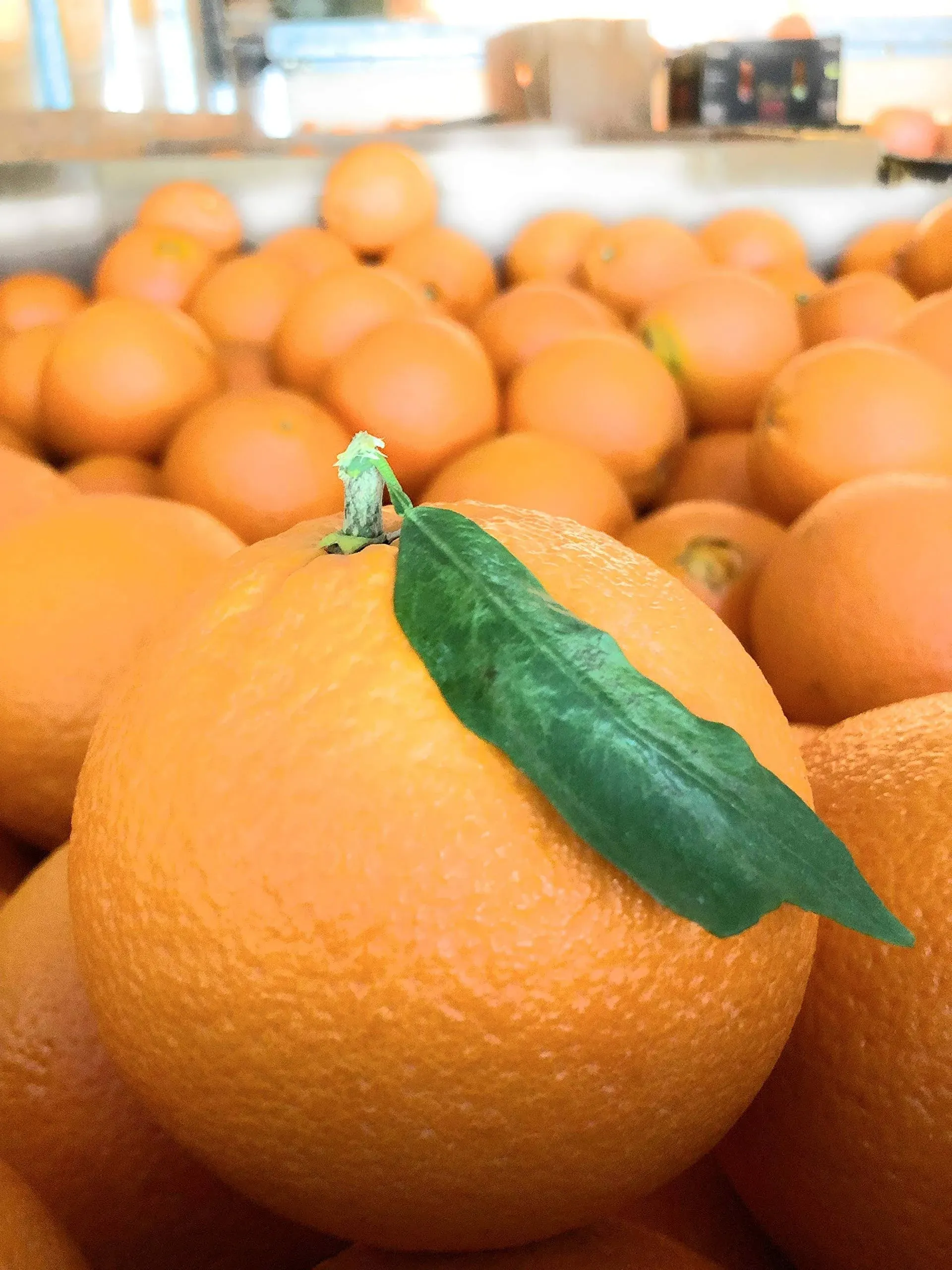 Navel Oranges Grown Large Fresh Fruit Produce per Pound