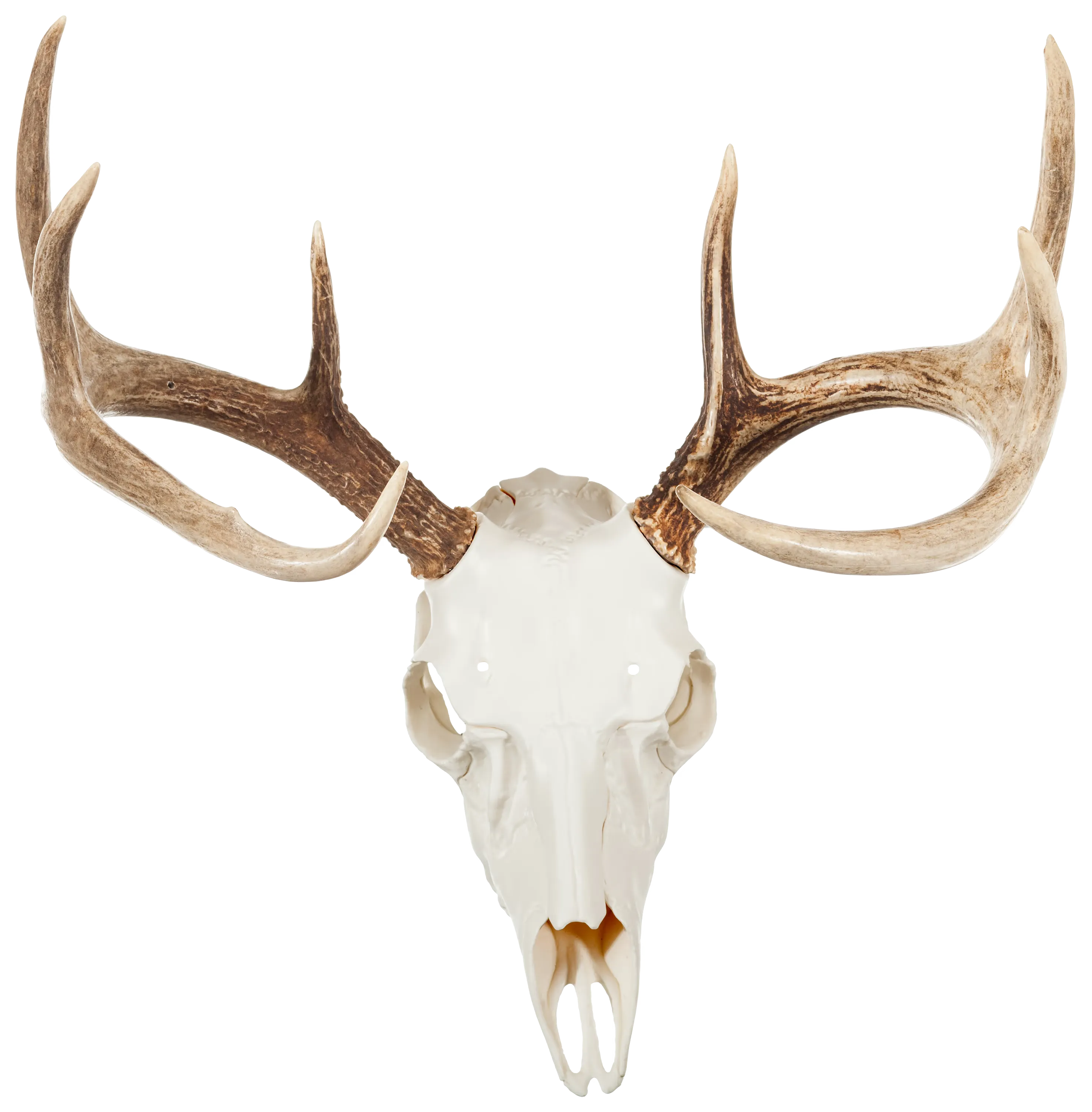 Mountain Mike&#039;s Reproductions Skull Master Antler Kit