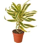 4 inch potted -Song of India- variegated Dracaena