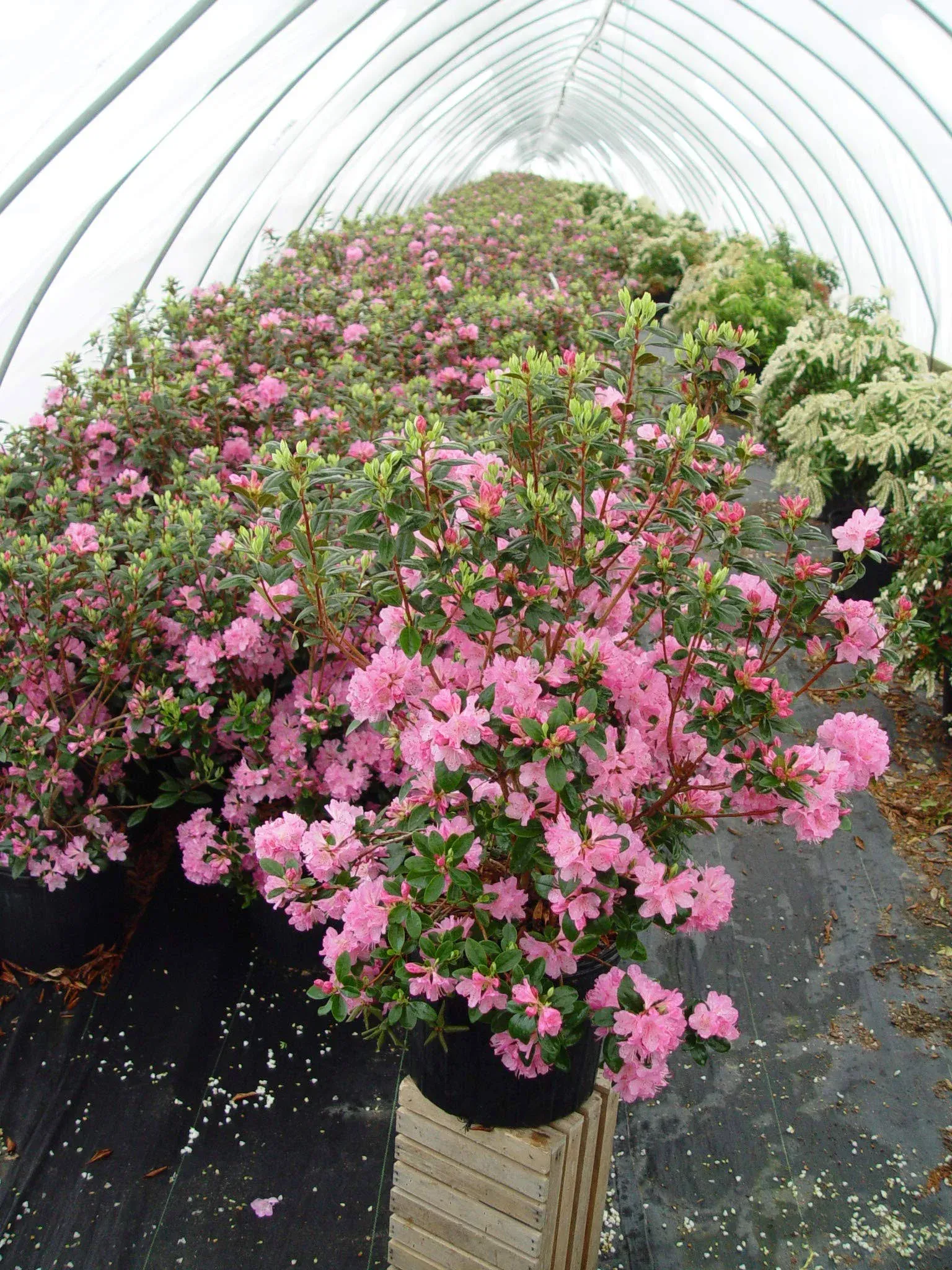 Mackey's Farm Rhododendron, Olga Mezitt Rhododendron 3gal