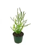 Pencil Cactus - Live Plant in A 6 inch Pot - Euphorbia Tirucalli - Beautiful Indoor Outdoor Succulent Houseplant