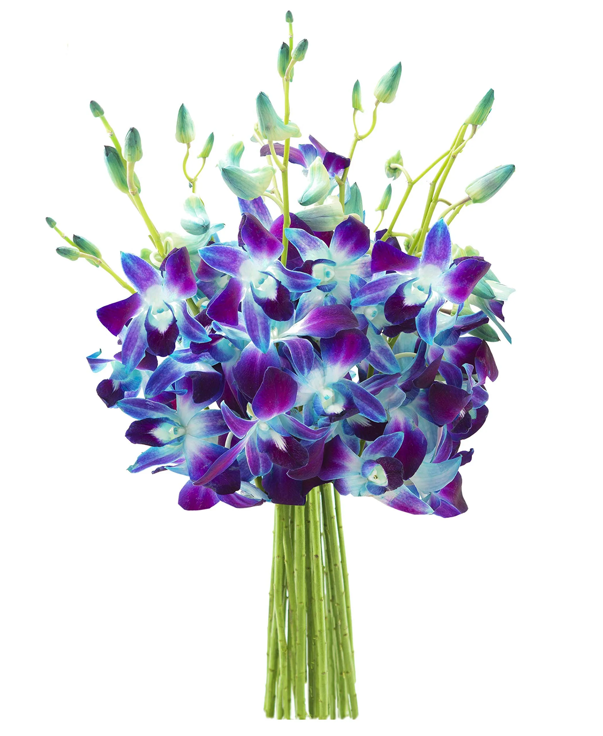 KaBloom PRIME NEXT DAY DELIVERY - Fall Collection - Exotic Sapphire Orchid Bouquet of 10 Blue Orchids.Gift for Birthday, Anniversary, Get Well, Easter, Valentine, Mother’s Day Fresh Flowers