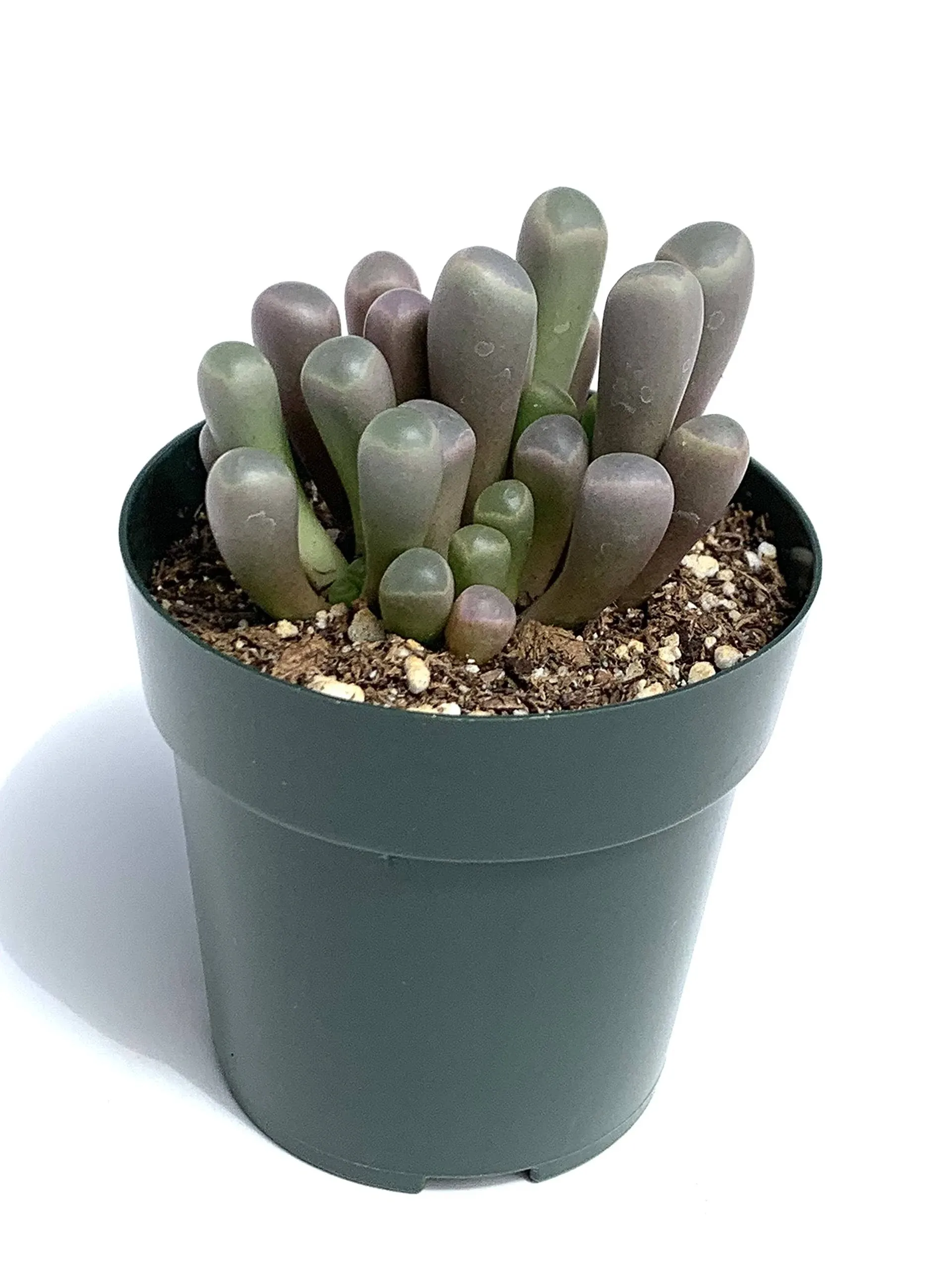 Baby Toes Succulent Fenestraria Rhopalophylla Live Potted Plant