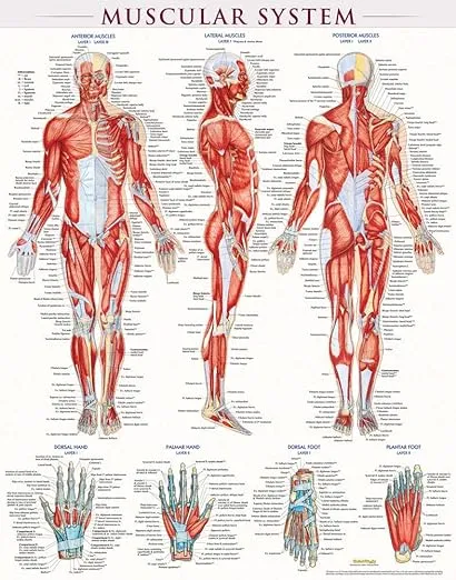 Muscular System Poster (22 x 28 Inches) - Laminated: a QuickStudy Anatomy Reference