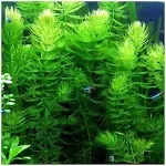 AquaLeaf Aquatics 3 Hornwort Bunch Plants for Ponds or Aquariums