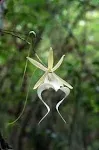 Dendrophylax Lindenii, Ghost Orchid, White Frog Orchid, Palm Polly, Leafless