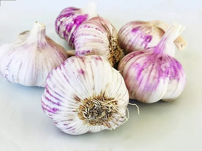 Kejora Organic Garlic For Planting or Cooking