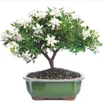 Flowering Gardenia Bonsai (Outdoor)