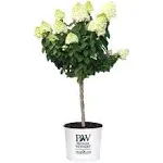 Proven Winners 3 gal. Limelight Tree Form Hydrangea Shrub