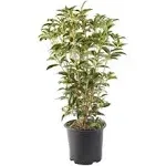 Baucom's Osmanthus Tea Olive Live Shrub