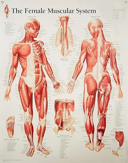 Muscular System Female chart: Laminated Wall Chart