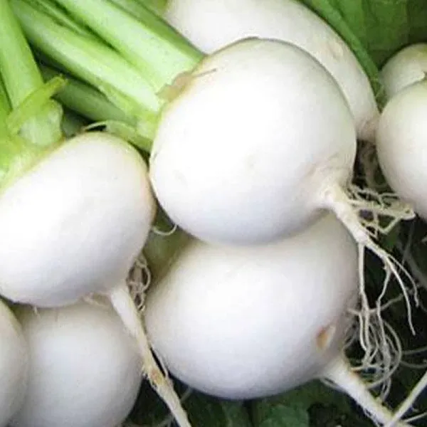 White Egg Turnip Seeds