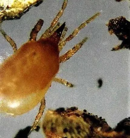 12,500 Live Hypoaspis Miles (Predatory Mites) - Guaranteed Live Delivery!