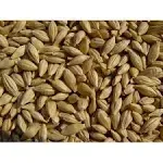 Barley 12 lbs, Unhulled Barley (Hull Intact), Joseph's Grainery Whole Grain Barley, Non-GMO, Kosher Certified