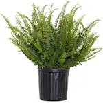 United Nursery Kimberly Queen Fern, Live Indoor and Outdoor House Plant. 26 inch Shipping Size. Shipped in Grower Pot from Our Florida Farm