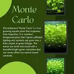 Monte Carlo (Micranthemum Glomeratus) aquatic plant potted