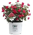 Oso Easy Double Red® Rose For Sale |Proven Winners