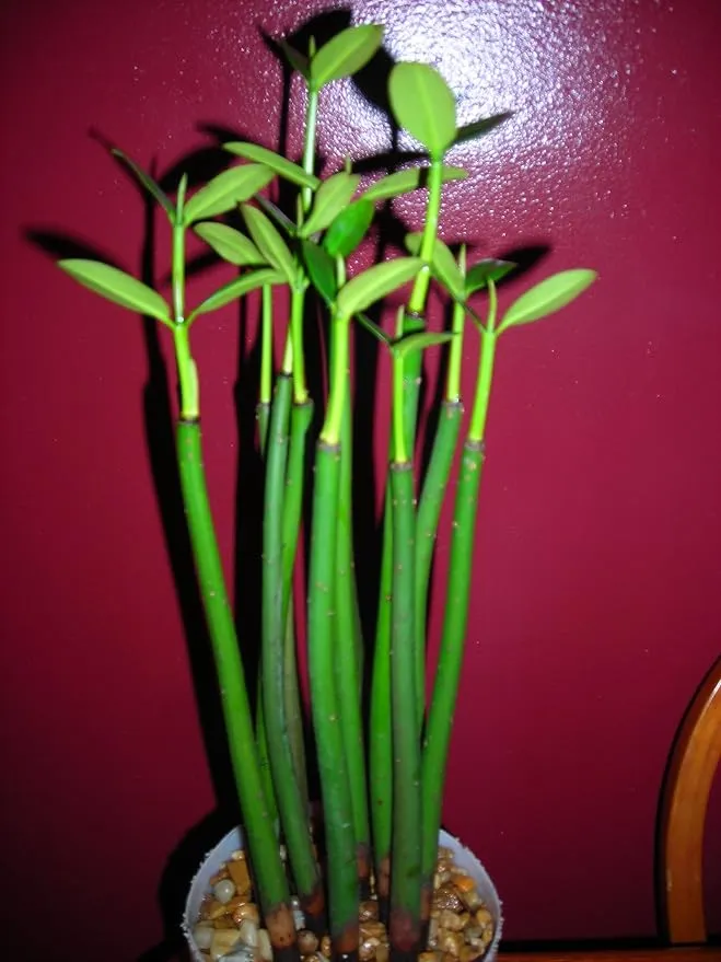 6 Red Mangrove Seedlings