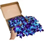 100 Blue Sonia Dyed Fresh Cut Dendrobium Orchid Loose Bloom