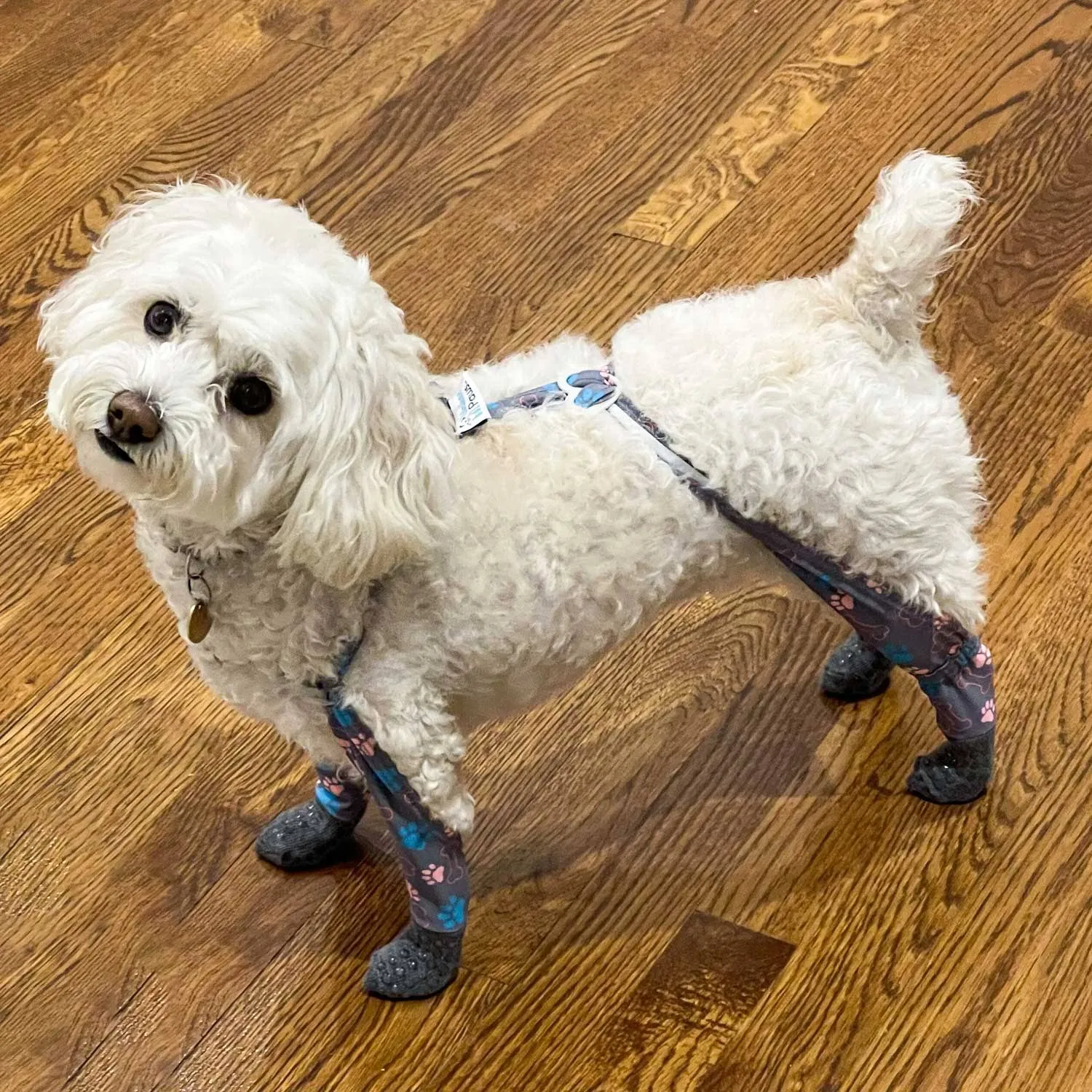 WALKEE PAWS Stay-on, Non-Slip Dog Socks to Prevent Licking Paws and Slipping on Hardwood Floors. Seen on Shark Tank, Never Lose a Dog Sock Again (Small) Grippy Socks with All Around Grip