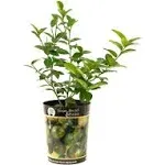 Garden State Bulb Persian Lime Tree, Citrus Live Plant (1 Gallon Growers Pot) Cannot Ship FL, AZ, CA, TX, LA