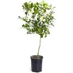 Brighter Blooms - Meyer Lemon Bush, 1 Gal. - No Shipping to AL, AZ, CA, FL, GA, LA, OR, and TX