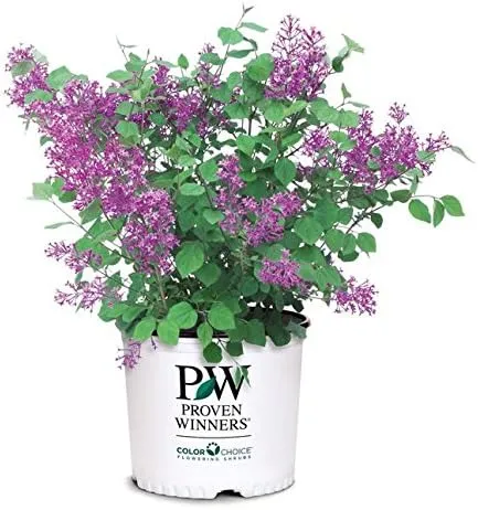 Proven Winners - Syringa x Bloomerang Dark Purple (Reblooming Lilac) Shrub, dark purple flowers, #3 - Size Container