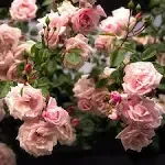 Heirloom Roses Climber Rose Plant - New Dawn Pink Rose Bush, Climbing Roses Live Plant for Planting Outdoors