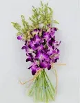 Fresh Vibrant Purple Dendrobium Sonia/Galaxy/Bombay Cut Orchids Bunch from Nursery (Fresh Cut)