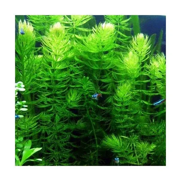 3 Hornwort Bunch Plants for Ponds or Aquariums