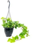 Wekiva Foliage Green English Ivy Hanging Basket Live Plant in 4 in. Hanging Pot Hedera Helix Beautiful Easy Care Indoor BQ-YLRM-WFCU