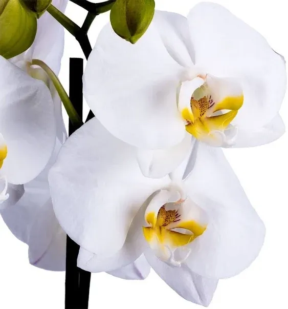 Decoblooms Living White Premium Double Stem Orchid Plant