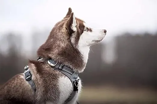 TRUE LOVE Adjustable No-Pull Dog Harness Reflective Pup Vest Harnesses Comfortable Control Brilliant Colors Truelove TLH5651(Gray,L)