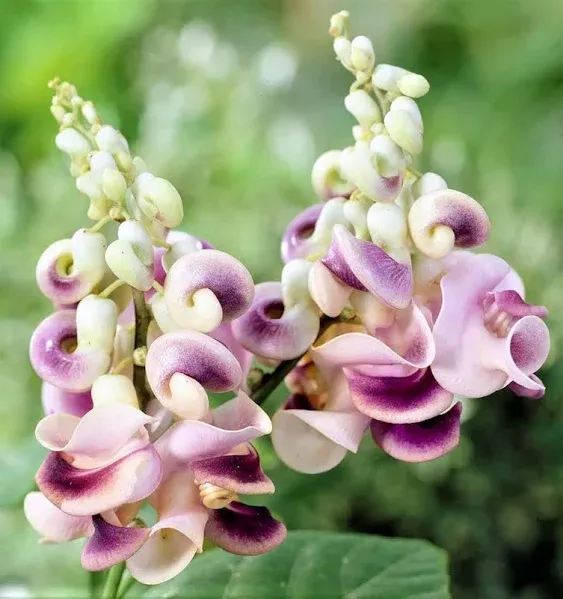 CHUXAY GARDEN Cochliasanthus Caracalla-Corkscrew Vine,Snail Vine,Snail Creeper,Snailflower,Snail Bean 8 Seeds Edible Bean Flower Vines Easily Grow