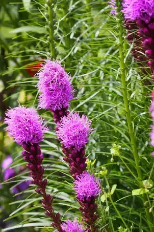 Blazing Star For Sale | Garden Plant Nursery